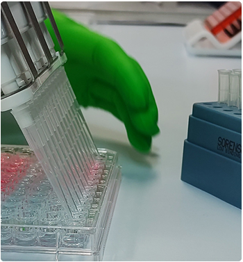 Bacterial MIC testing at the Antimicrobial PKPD Laboratory 
