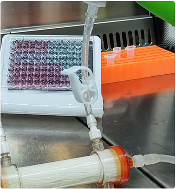 Hollow-fibre sampling photograph in the Antimicrobial PKPD Laboratory
